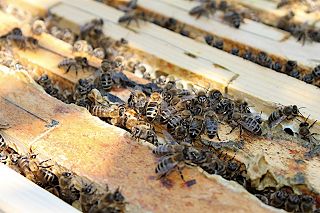 Arbeitsbienen